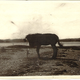 Image for article titled Aloysius, the Amazing Exploding Photo-Mule